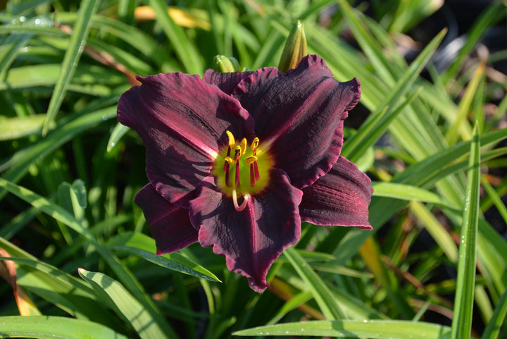 Hemerocallis 'Purple de Oro' (Daylily)