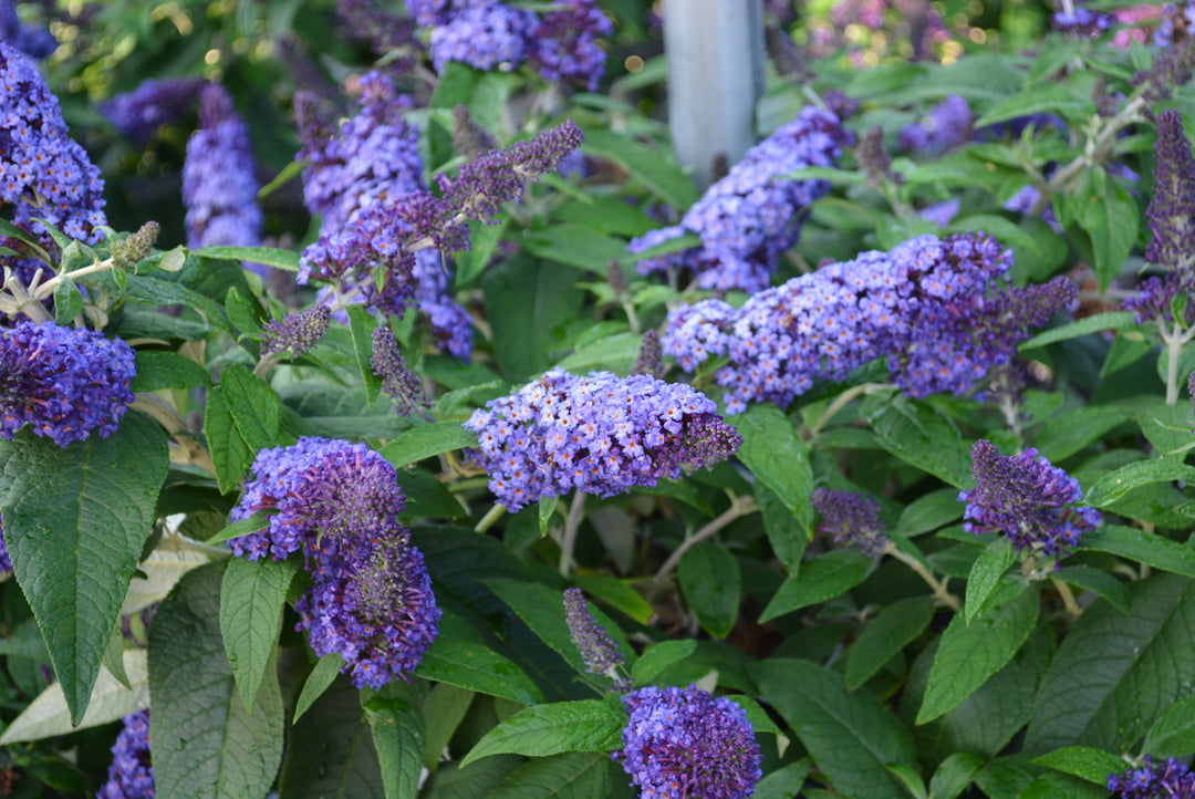 Buddleia Pugster Blue® (Butterfly Bush)