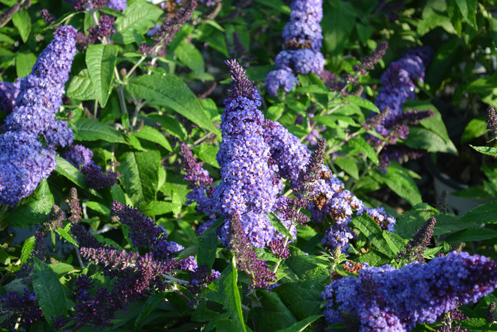 Buddleia Pugster Blue® (Butterfly Bush)