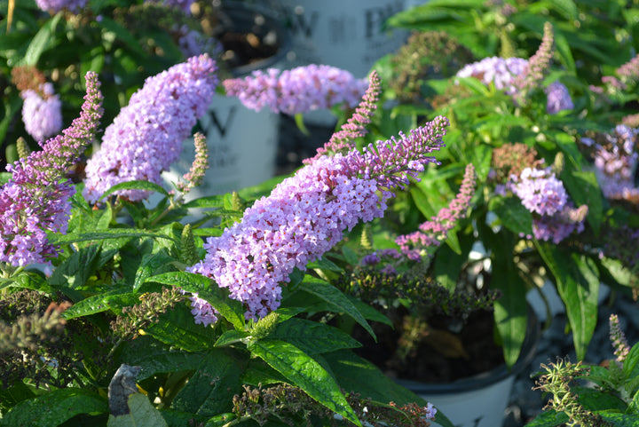 Buddleia Pugster® Amethyst (Butterfly Bush)