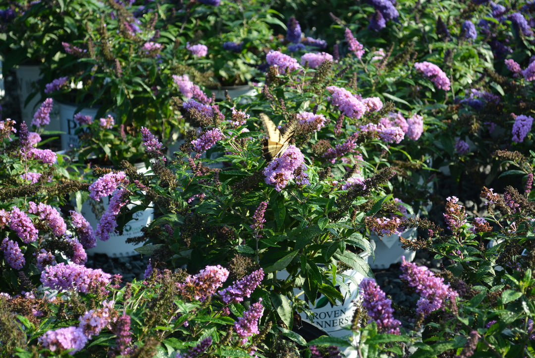 Buddleia Pugster® Amethyst (Butterfly Bush)