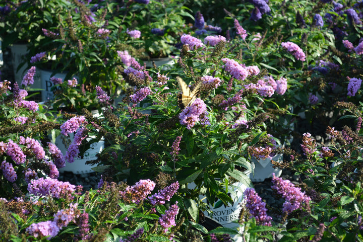 Buddleia Pugster® Amethyst (Butterfly Bush)