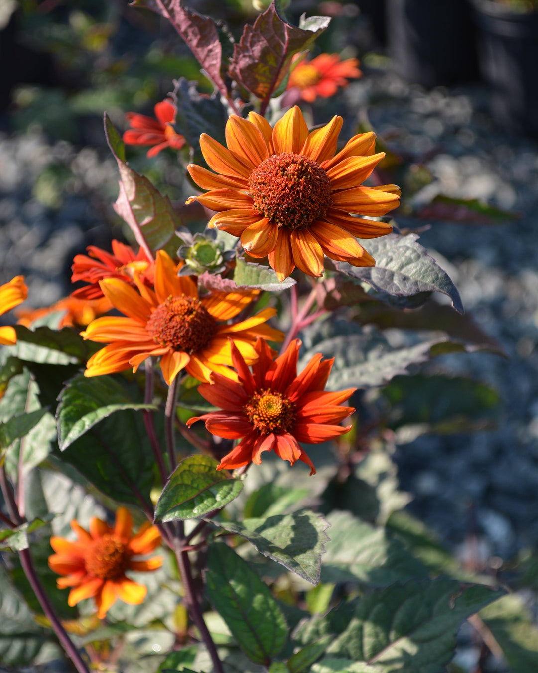 Heliopsis helianthoides var. scabra 'Bleeding Hearts' (False Sunflower/ Smooth Ox-eye)