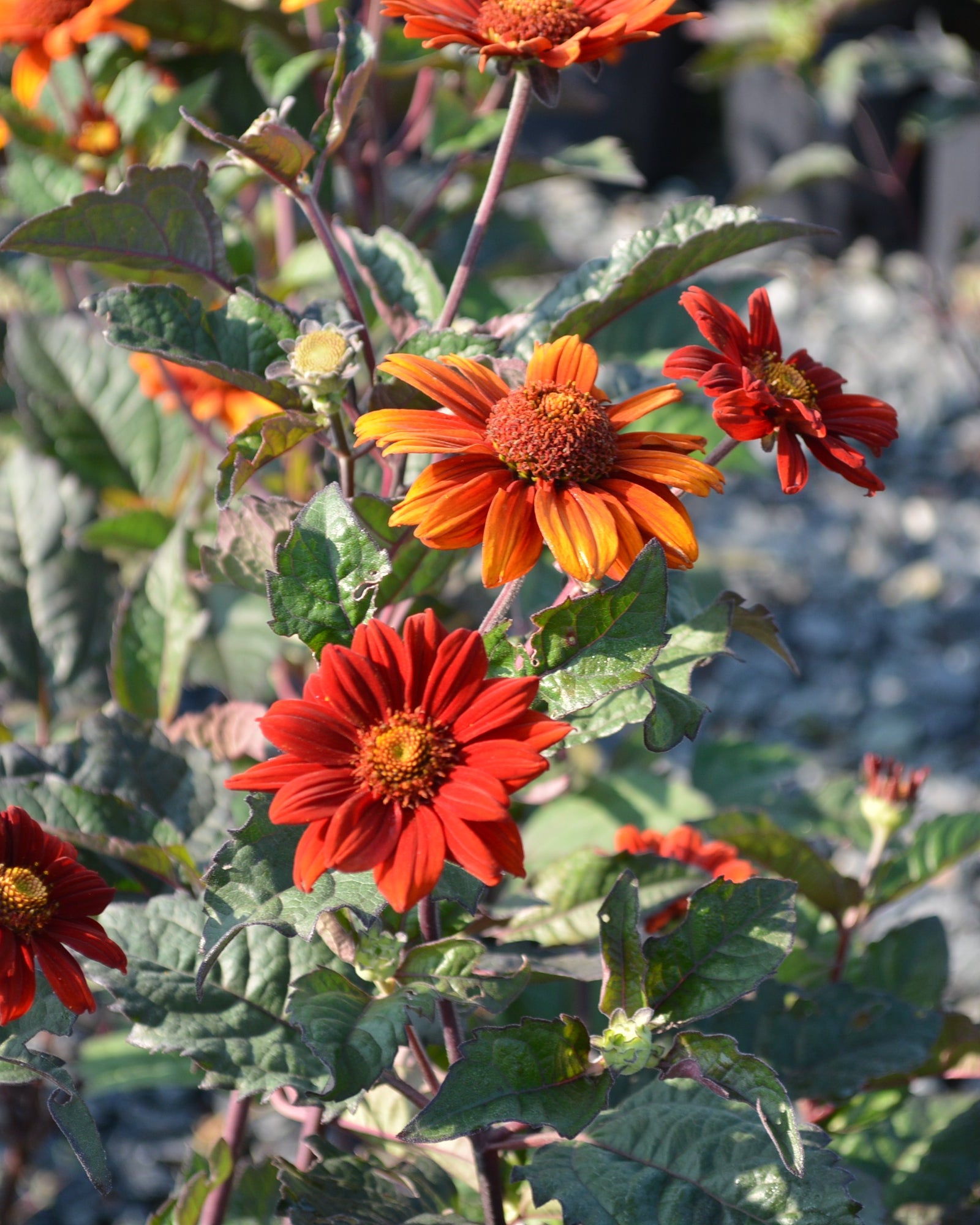 Heliopsis helianthoides var. scabra 'Bleeding Hearts' (False