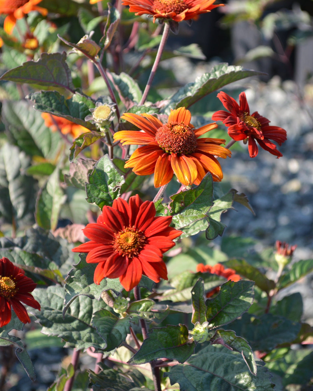 Heliopsis helianthoides var. scabra 'Bleeding Hearts' (False Sunflower/ Smooth Ox-eye)