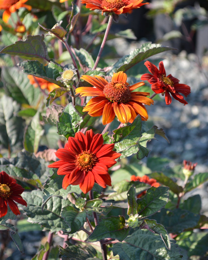 Heliopsis helianthoides var. scabra 'Bleeding Hearts' (False Sunflower/ Smooth Ox-eye)