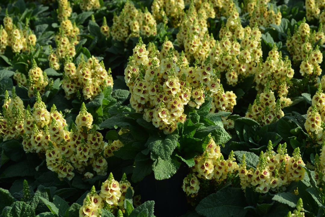 Verbascum x 'Dark Eyes' (Mullein)