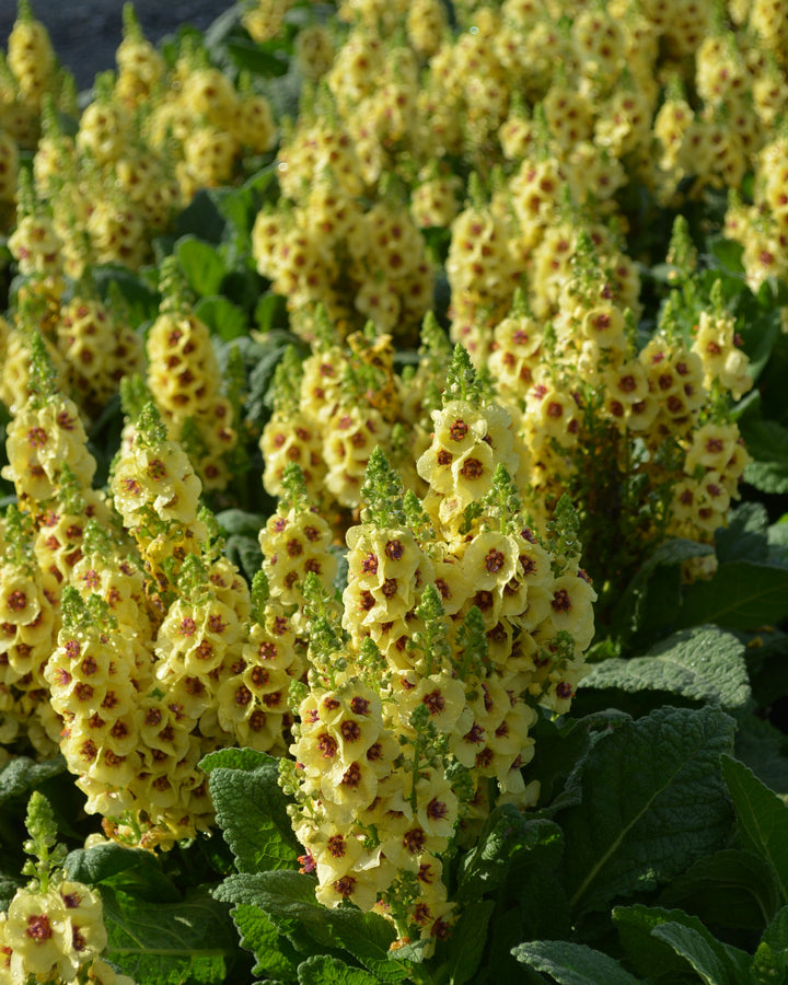 Verbascum x 'Dark Eyes' (Mullein)