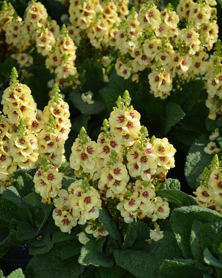 Verbascum x 'Dark Eyes' (Mullein)