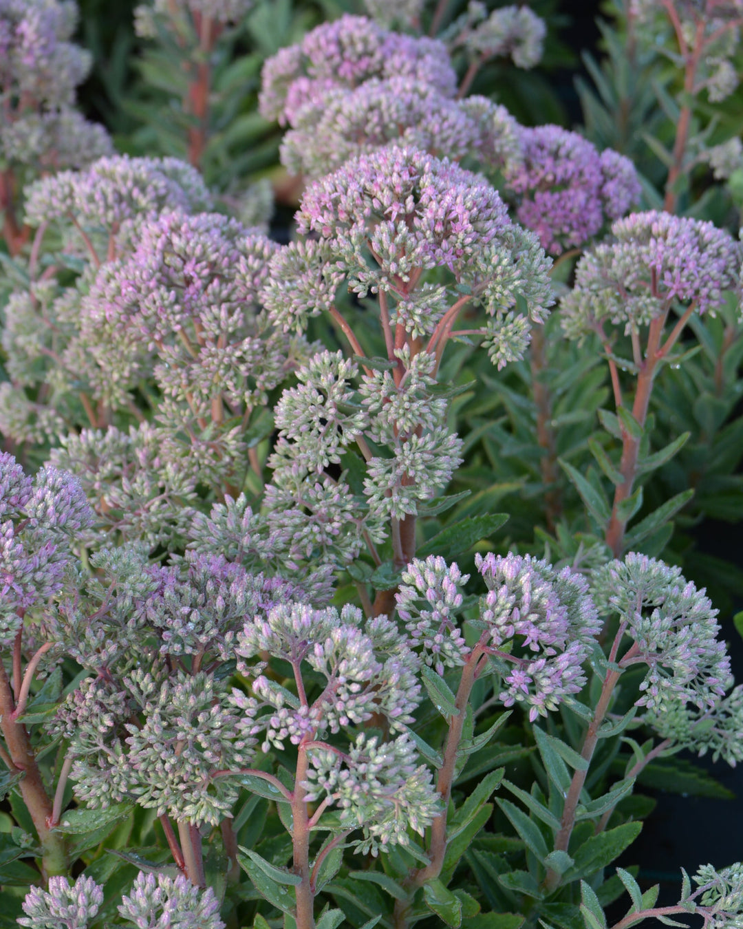 Sedum x 'Abbeydore' (Autumn Stonecrop)