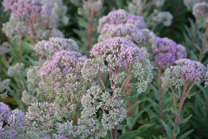 Sedum x 'Abbeydore' (Autumn Stonecrop)