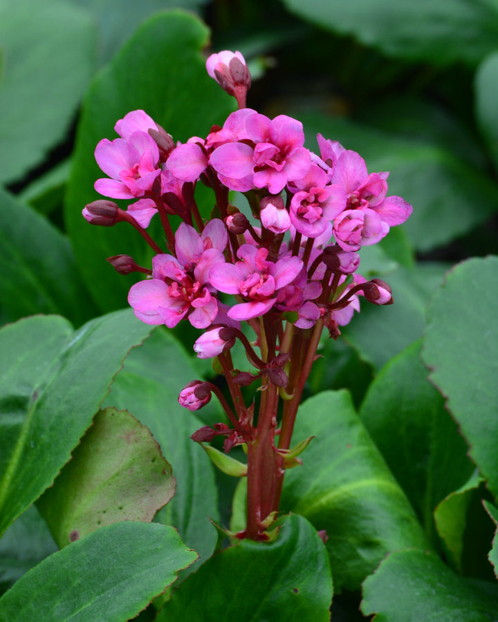 Bergenia x 'Spring Fling' (Heartleaf Bergenia)