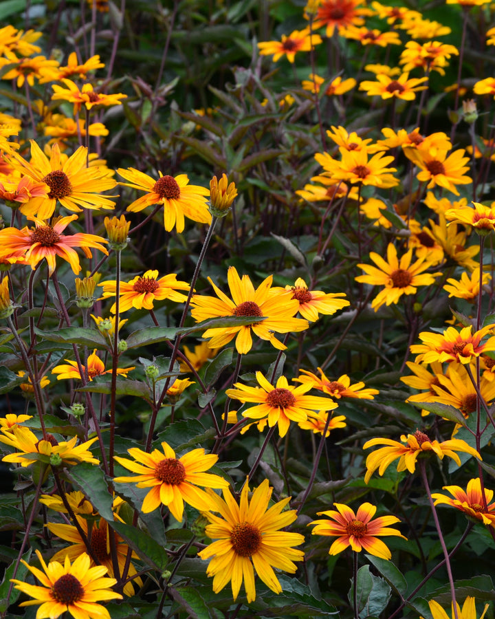 Heliopsis helianthoides var. scabra 'Burning Hearts' (False Sunflower)