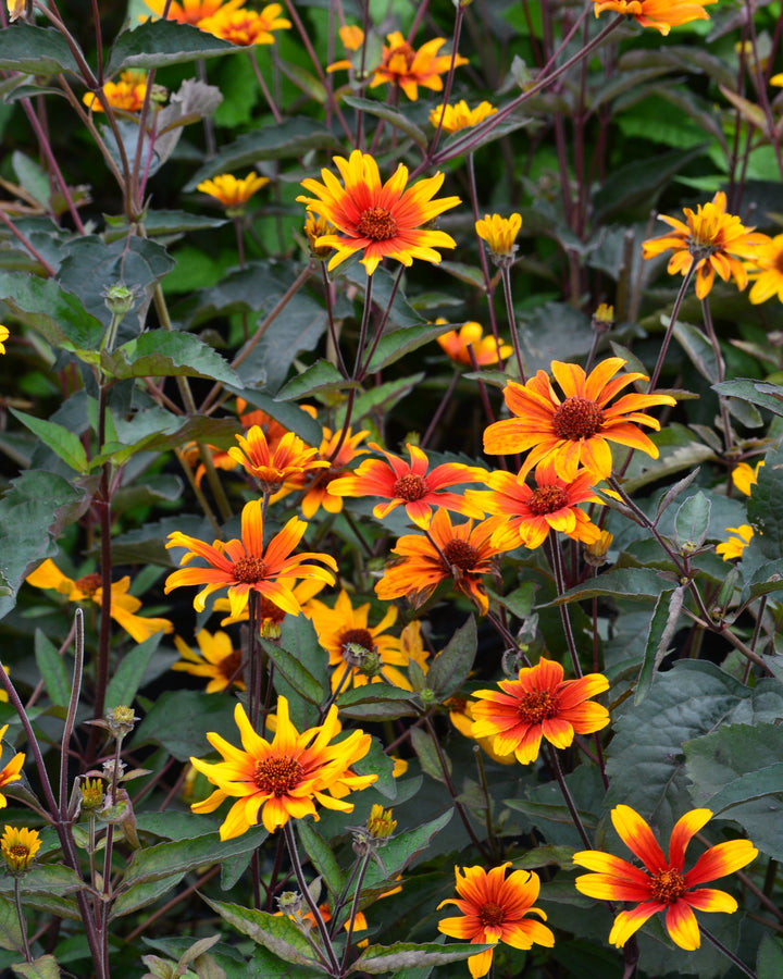 Heliopsis helianthoides var. scabra 'Burning Hearts' (False Sunflower)