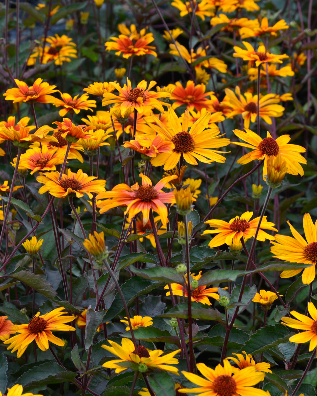 Heliopsis helianthoides var. scabra 'Burning Hearts' (False Sunflower)