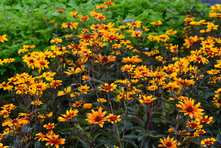 Heliopsis helianthoides var. scabra 'Burning Hearts' (False Sunflower)