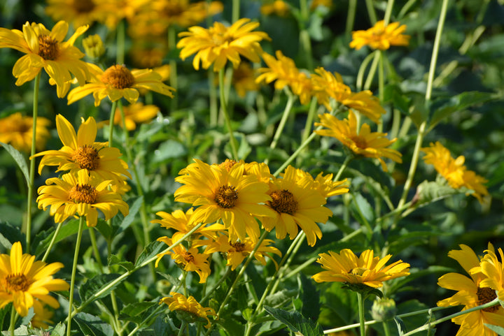 Heliopsis helianthoides 'Summer Sun' (False Sunflower)