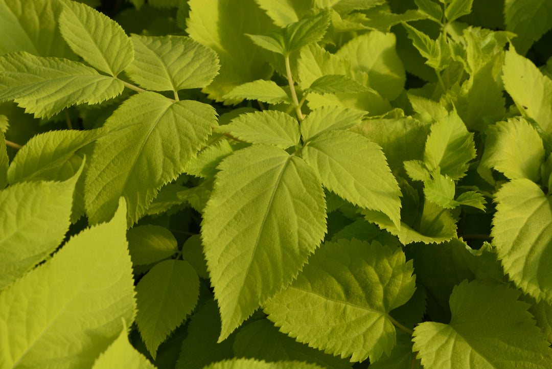 Aralia cordata 'Sun King' (Japanese Spikenard)