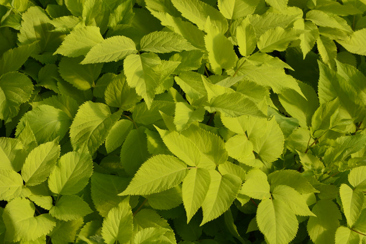 Aralia cordata 'Sun King' (Japanese Spikenard)