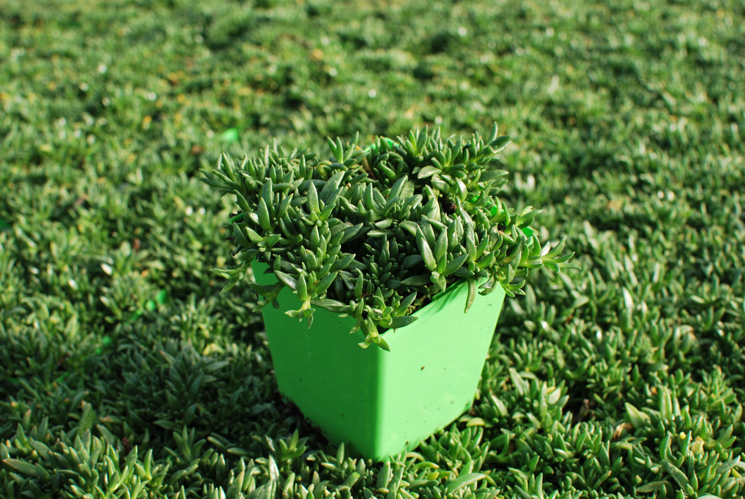 Delosperma 'Fire Spinner' (Ice Plant)