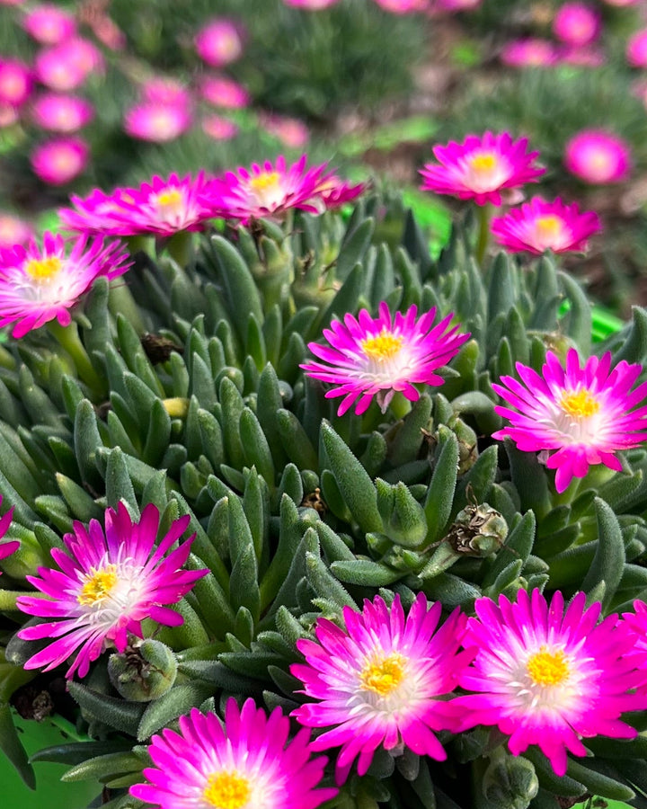 Delosperma J.o.D. 'Amethyst' (Jewel of the Desert Series Ice Plant)