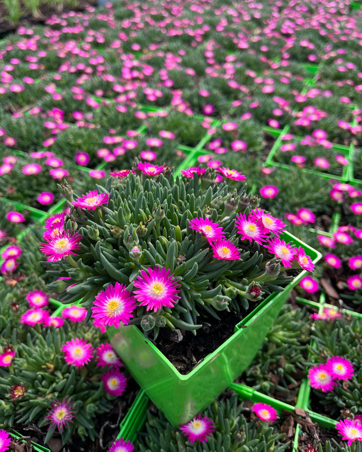 Delosperma J.o.D. 'Amethyst' (Jewel of the Desert Series Ice Plant)