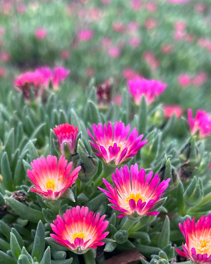 Delosperma J.o.D. 'Amethyst' (Jewel of the Desert Series Ice Plant)
