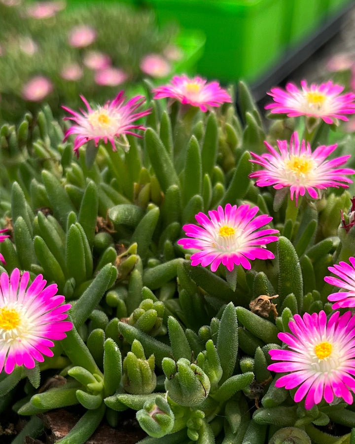 Delosperma J.o.D. 'Amethyst' (Jewel of the Desert Series Ice Plant)