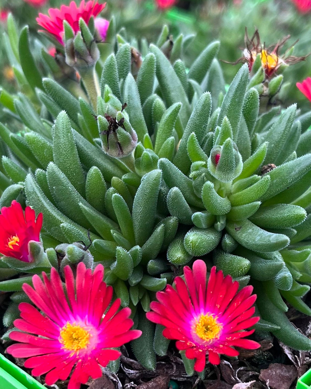 delosperma succulent plant Delosperma J.o.D. 'Garnet' (Jewel of the Desert Series Ice Plant) – Perennial Farm Marketplace