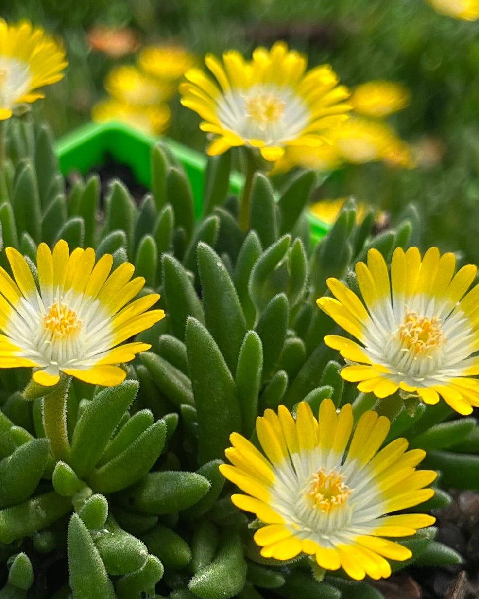 Delosperma J.o.D. 'Peridot' (Jewel of the Desert Series Ice Plant)