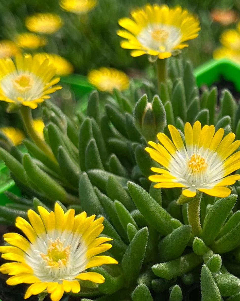 Delosperma J.o.D. 'Peridot' (Jewel of the Desert Series Ice Plant)
