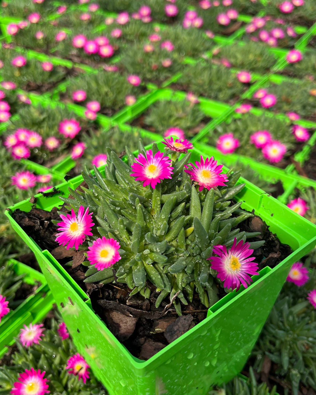 Delosperma J.o.D. 'Amethyst' (Jewel of the Desert Series Ice Plant)