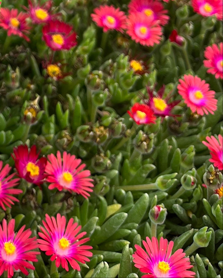 Delosperma J.o.D. 'Garnet' (Jewel of the Desert Series Ice Plant)