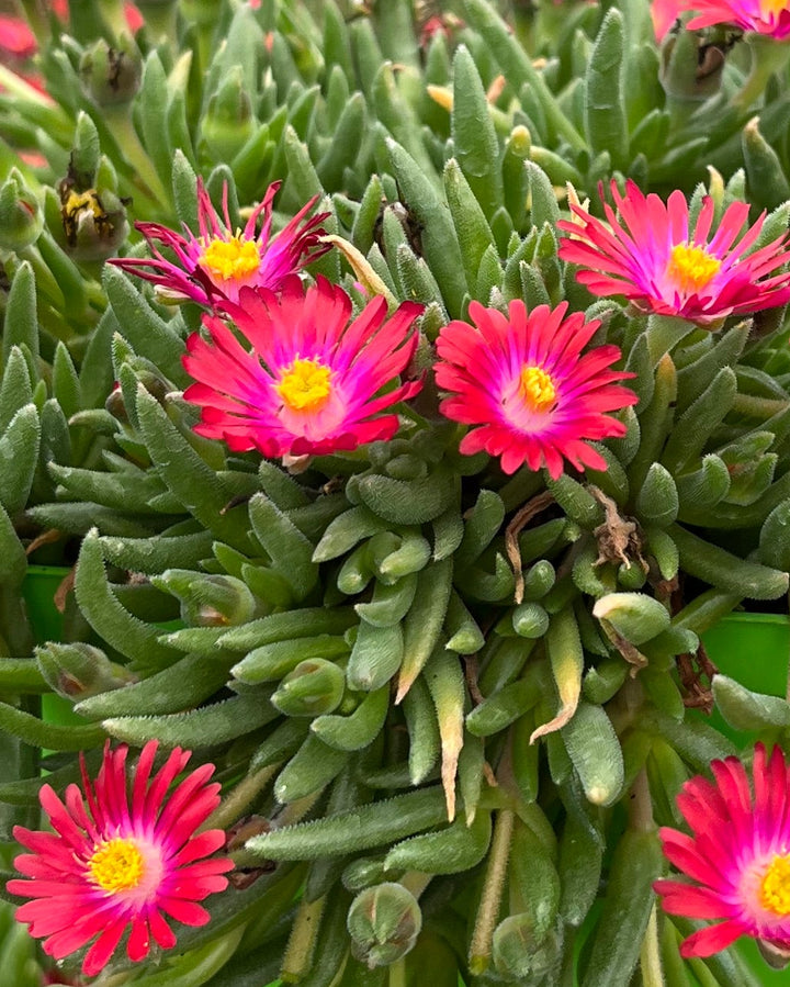 Delosperma J.o.D. 'Garnet' (Jewel of the Desert Series Ice Plant)