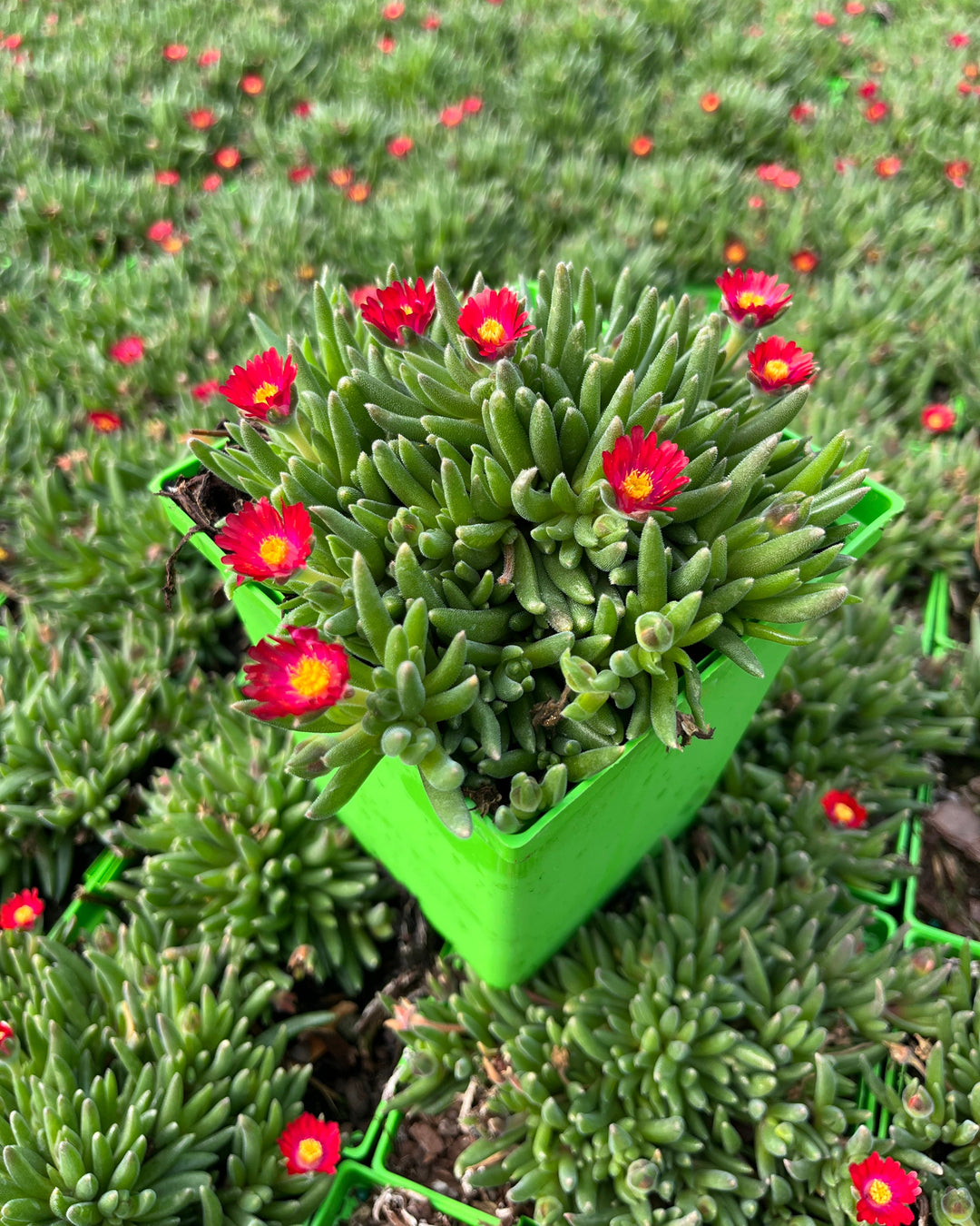 desert jewel succulent garden Delosperma J.o.D. 'Garnet' (Jewel of the Desert Series Ice Plant) – Perennial Farm Marketplace