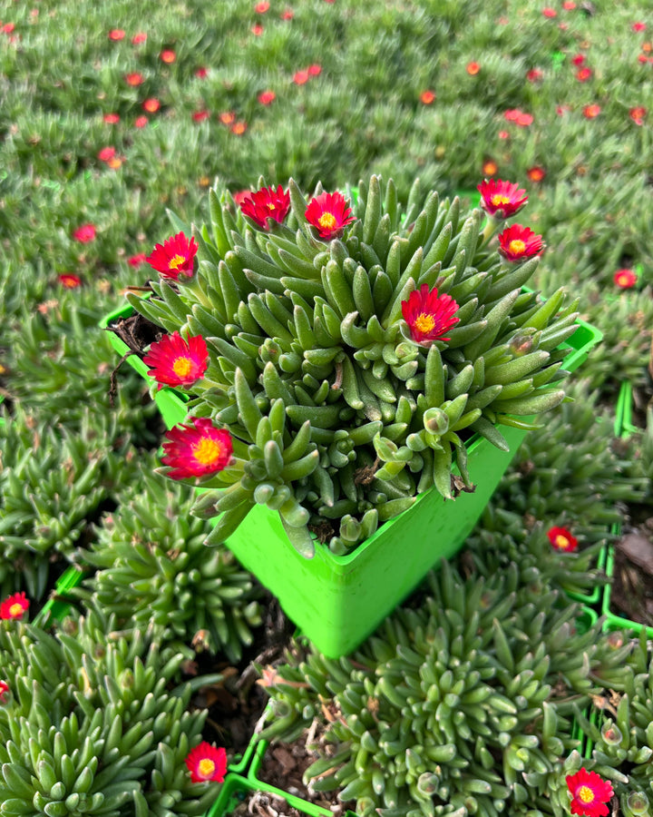 Delosperma J.o.D. 'Garnet' (Jewel of the Desert Series Ice Plant)