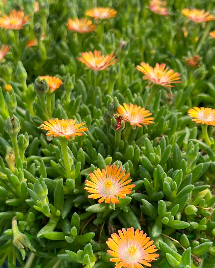 Delosperma J.o.D. 'Topaz' (Jewel of the Desert Series Ice Plant)