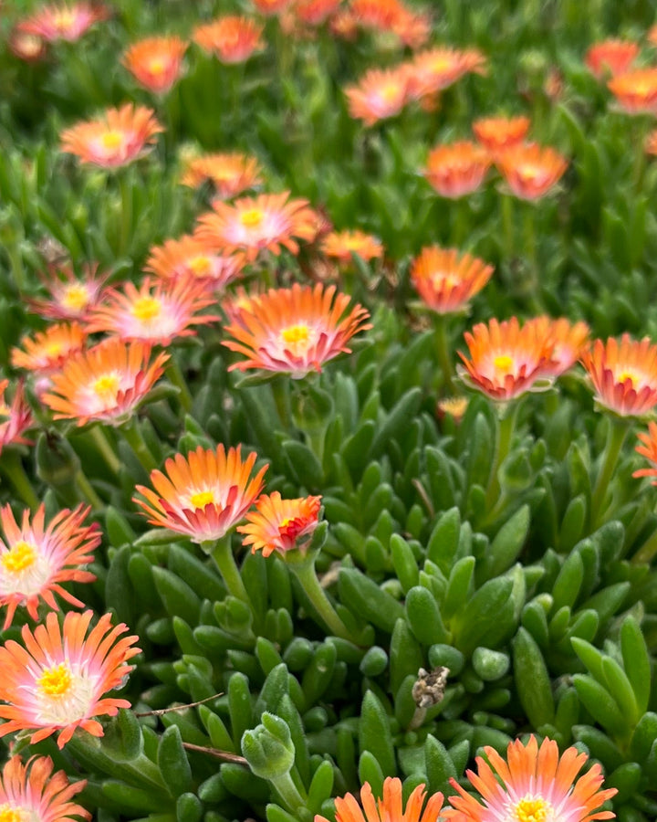 Delosperma J.o.D. 'Topaz' (Jewel of the Desert Series Ice Plant)