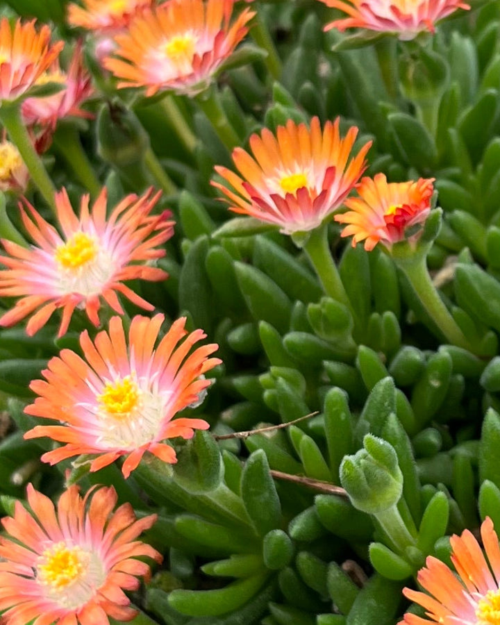 Delosperma J.o.D. 'Topaz' (Jewel of the Desert Series Ice Plant)