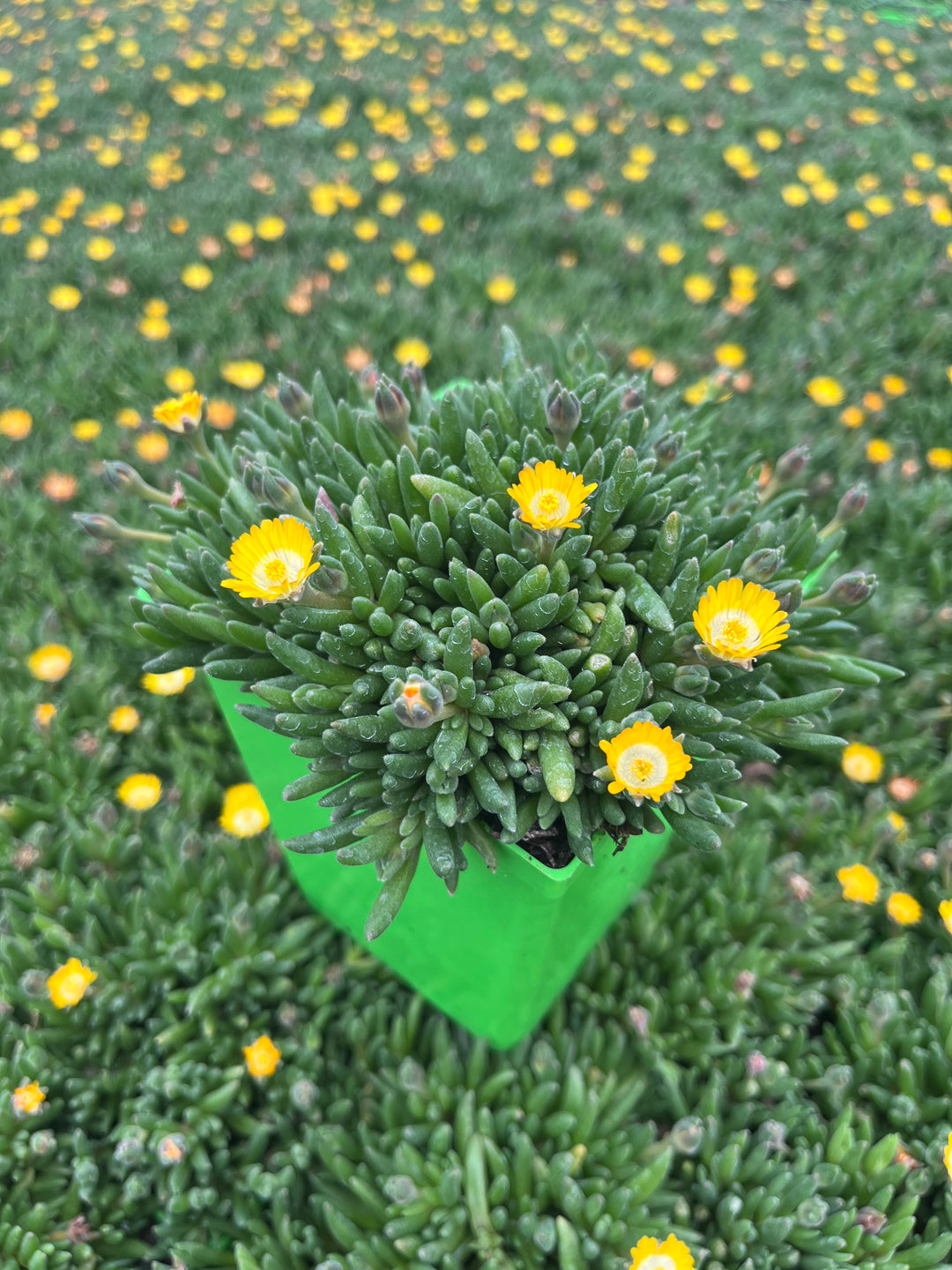 Delosperma J.o.D. 'Peridot' (Jewel of the Desert Series Ice Plant)
