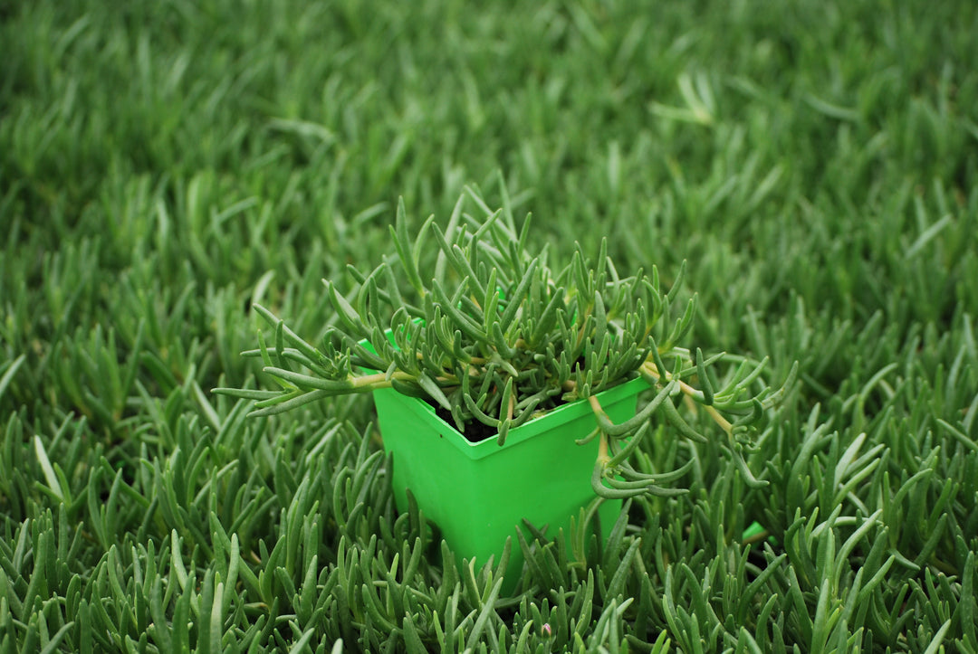 Delosperma cooperi (Trailing Hardy Ice Plant)