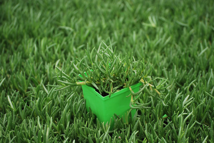 Delosperma cooperi (Trailing Hardy Ice Plant)