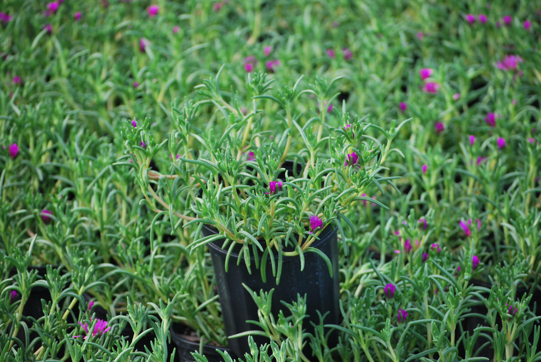 Delosperma cooperi (Trailing Hardy Ice Plant)