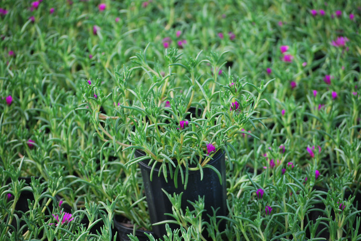 Delosperma cooperi (Trailing Hardy Ice Plant)
