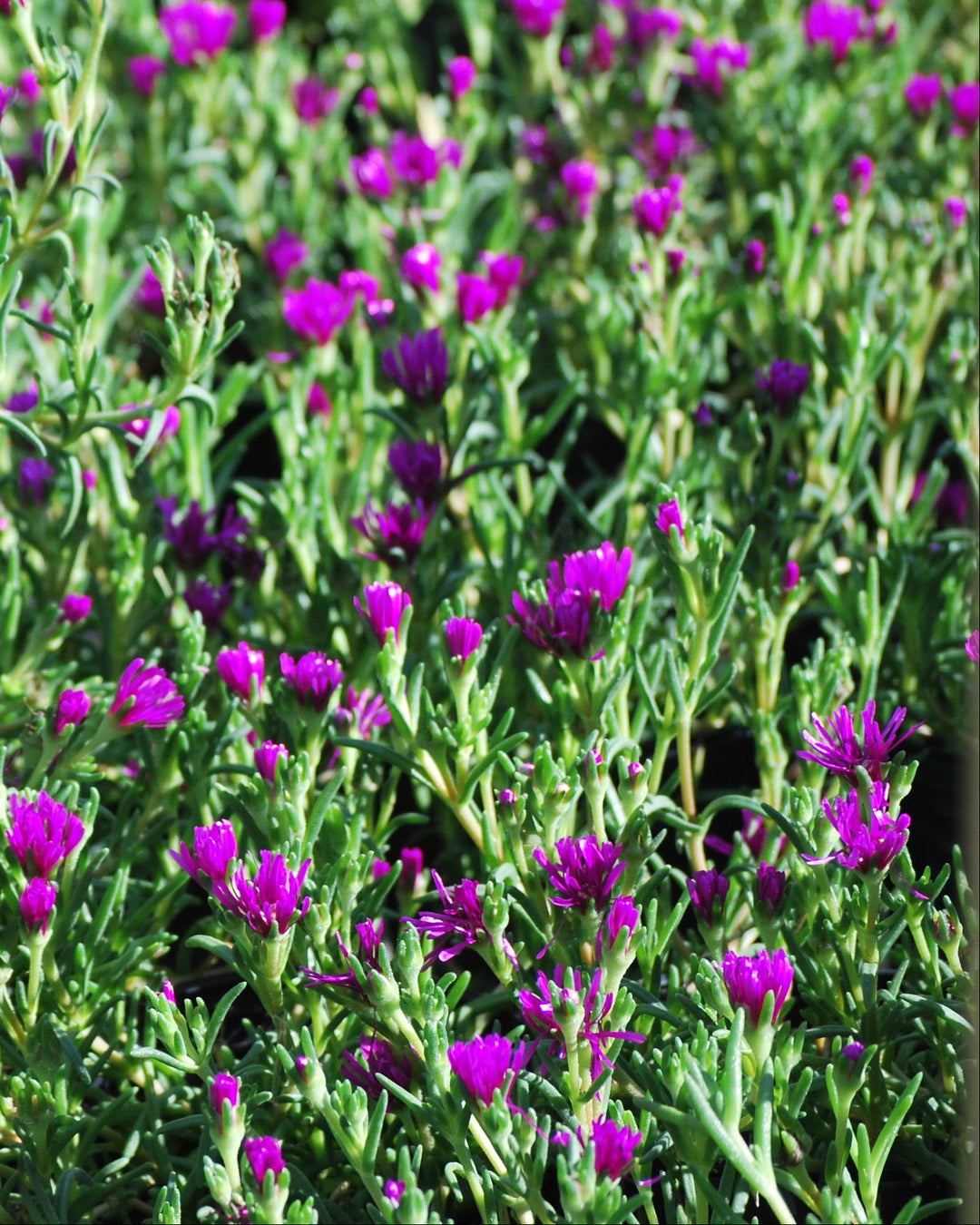 delosperma cooperi succulent Delosperma cooperi (Trailing Hardy Ice Plant) – Perennial Farm Marketplace