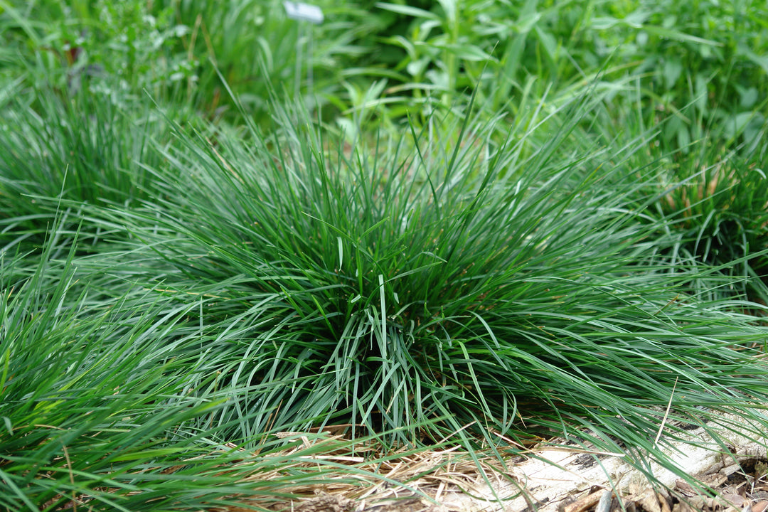 Deschampsia cespitosa 'Goldtau' (Golden Dew Tufted Hair Grass)