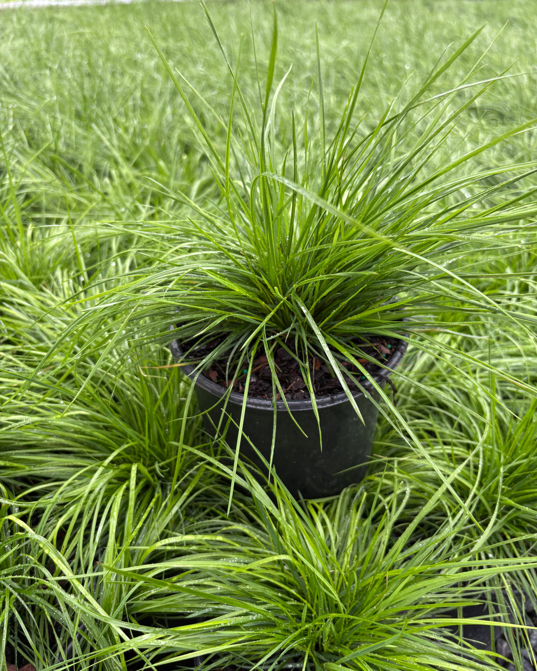 Deschampsia cespitosa (Tufted Hair Grass)