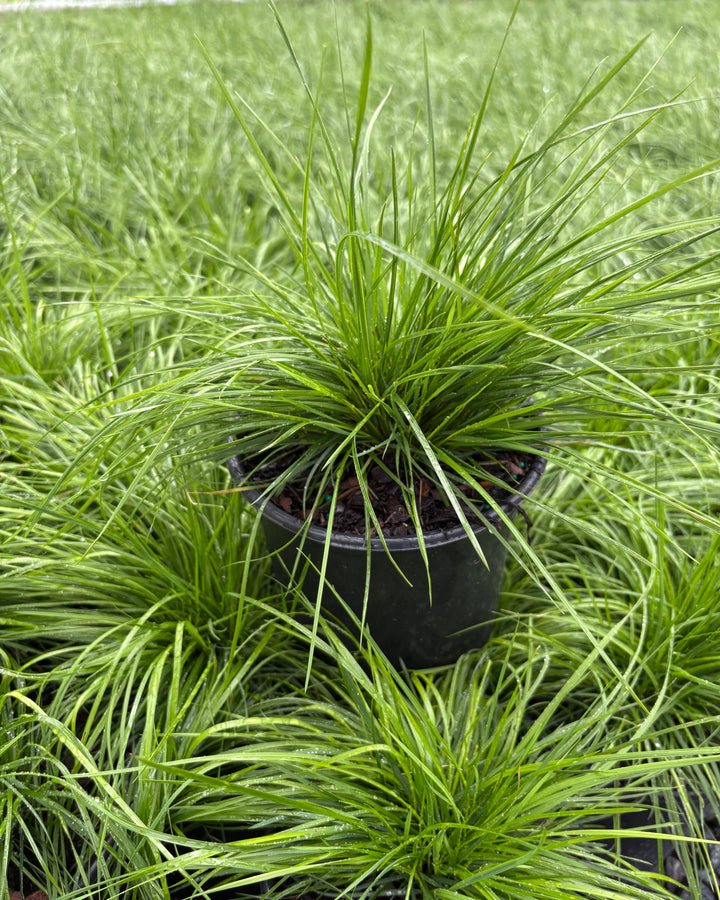 Deschampsia cespitosa (Tufted Hair Grass)