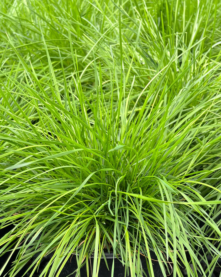 Deschampsia cespitosa (Tufted Hair Grass)