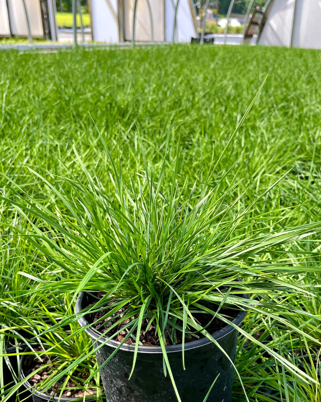 Deschampsia cespitosa (Tufted Hair Grass)